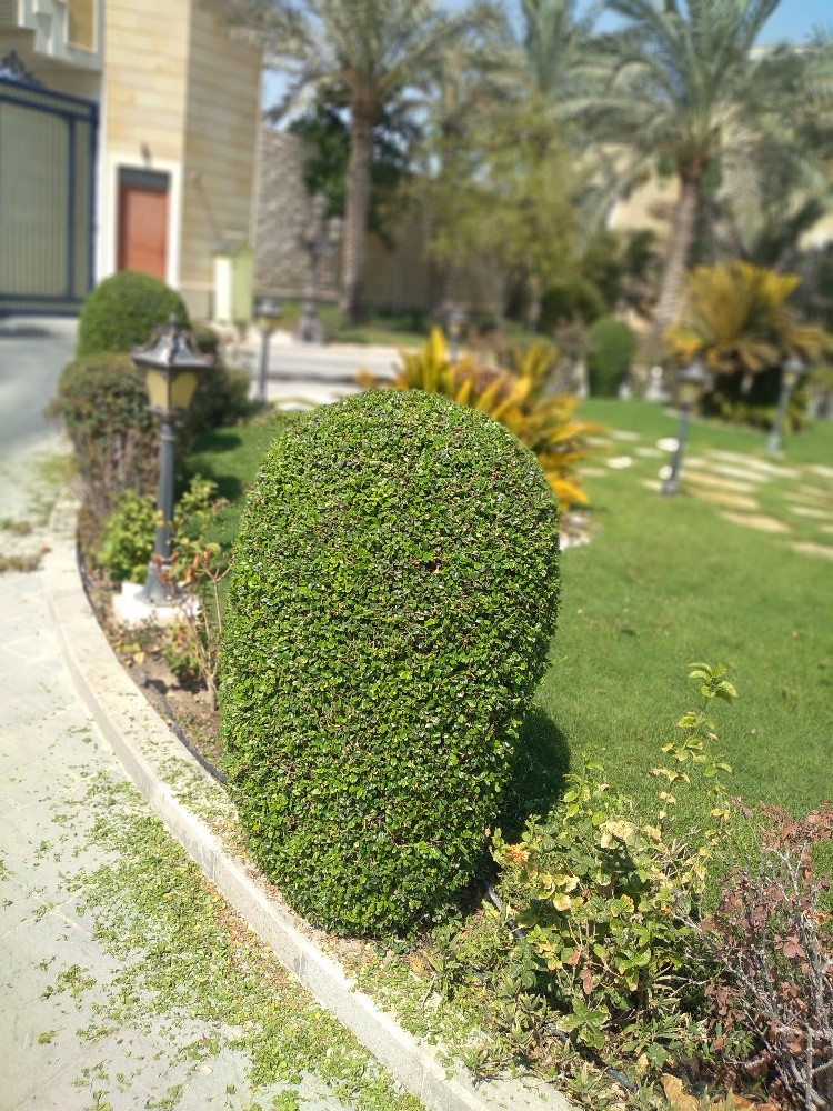 ديكورات - 4