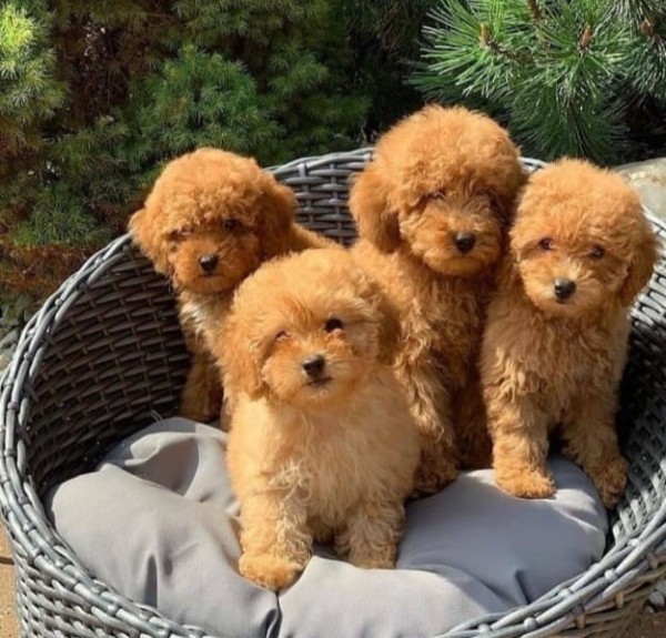 Toy poodle puppies available - 1
