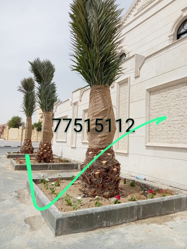 زراعة الوشنطنيا والنخيل - 5