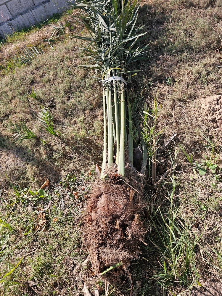 زراعة الوشنطنيا والنخيل - 4