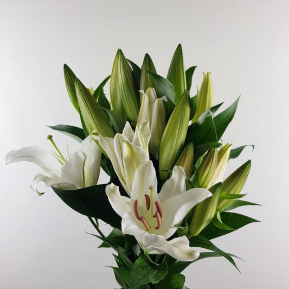 lilly - 1