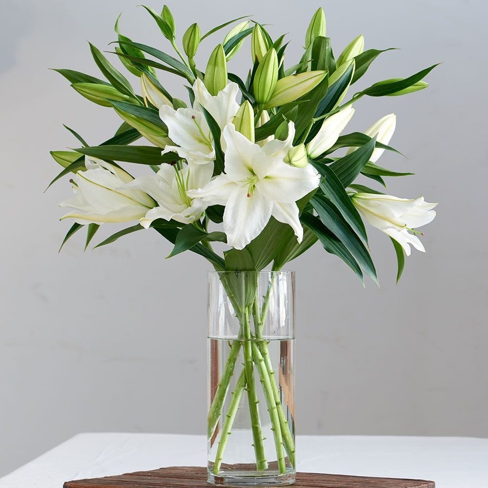 lilly - 4