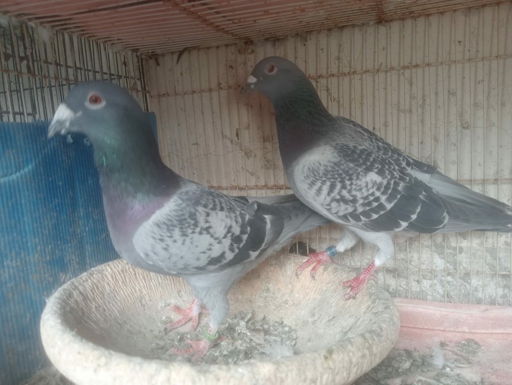SOHEL RANA QATAR - 3