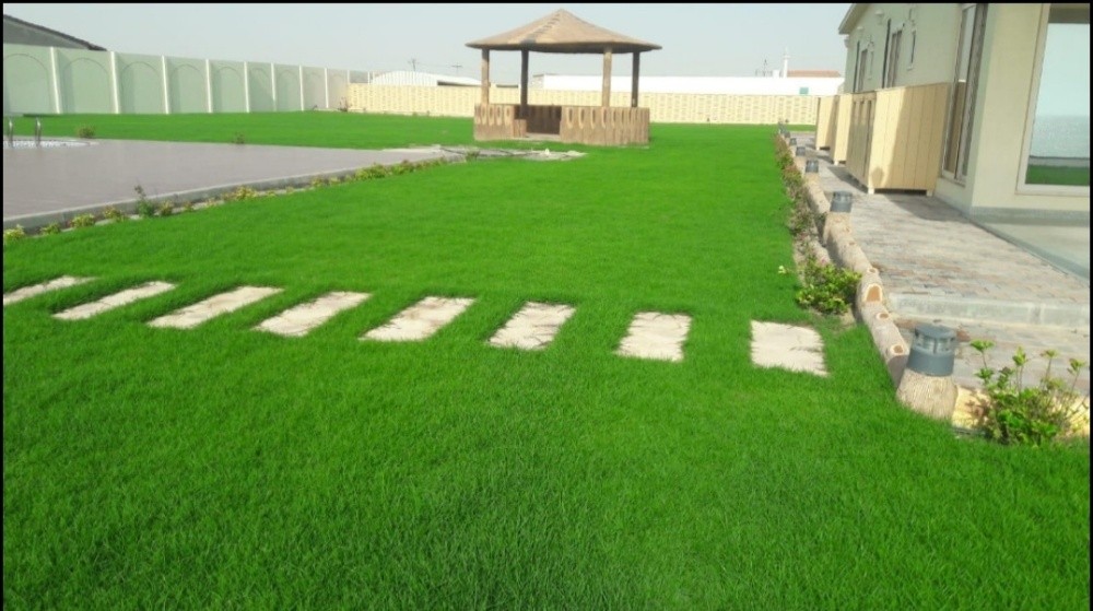 زراعة العشب الطبيعي - 2