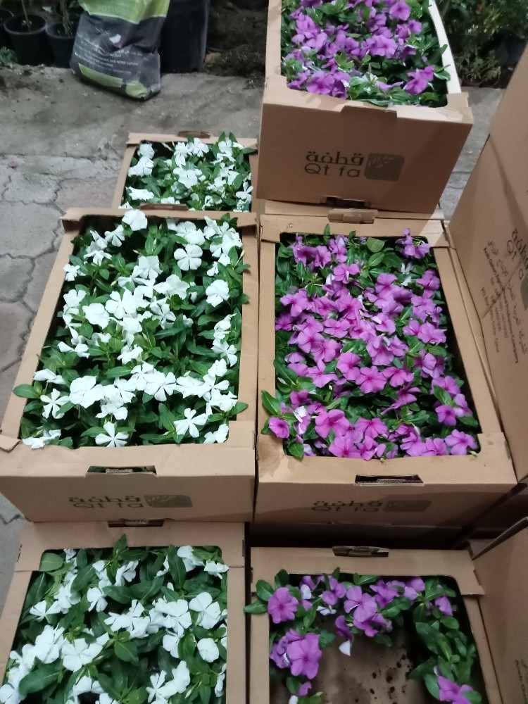 زراعة وتنسيق الحدايق - 4