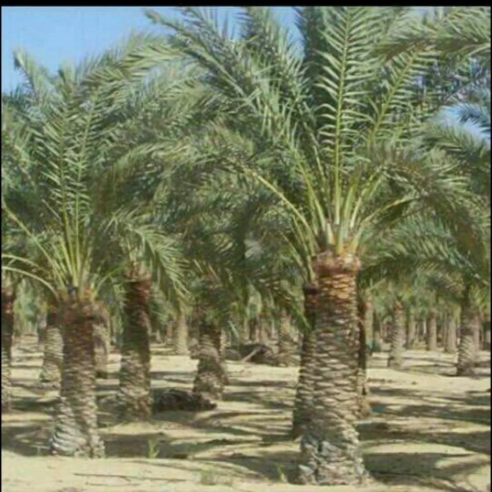 ديكورةالحديق والزراعة - 6