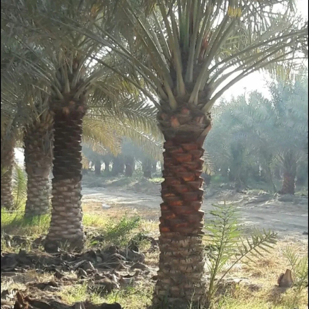 ديكورةالحديق والزراعة - 5