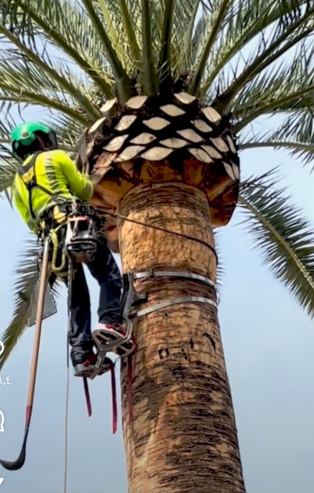 خبراء النخيل في خدمتكم - 2