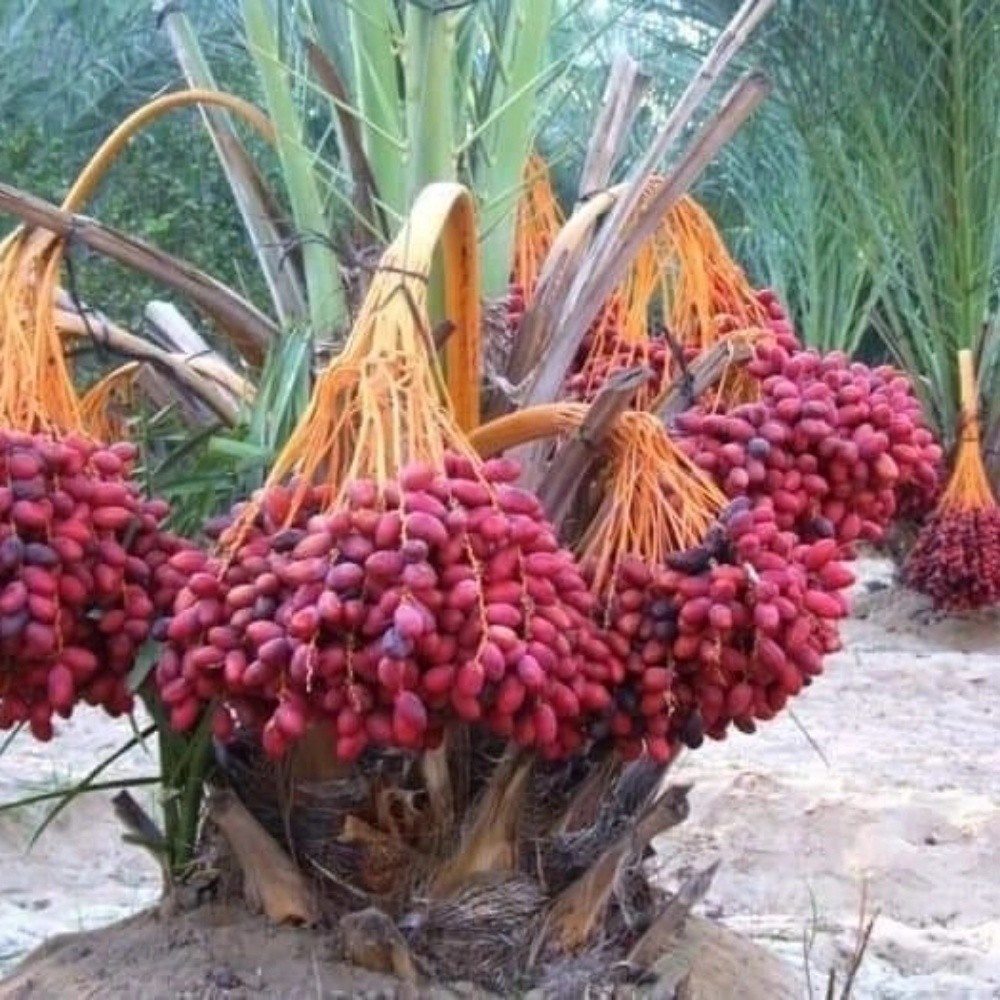 خبراء النخيل في خدمتكم - 13