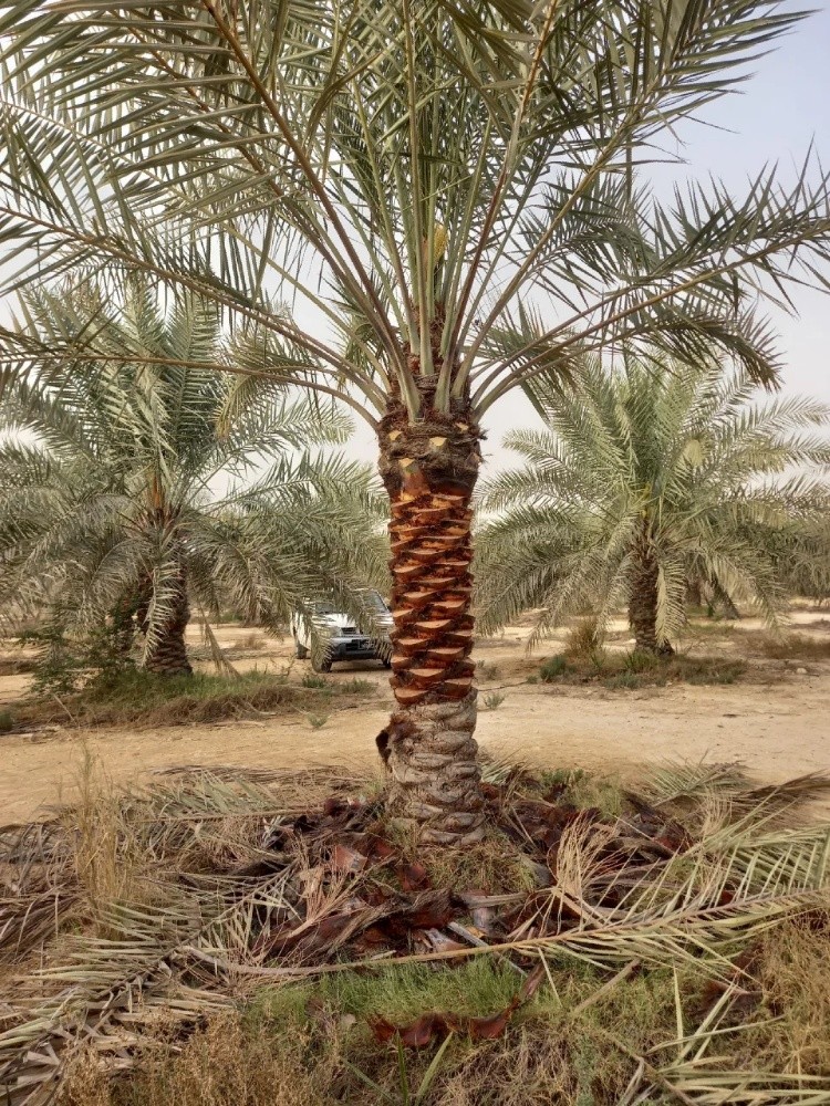 خبراء النخيل في خدمتكم - 8