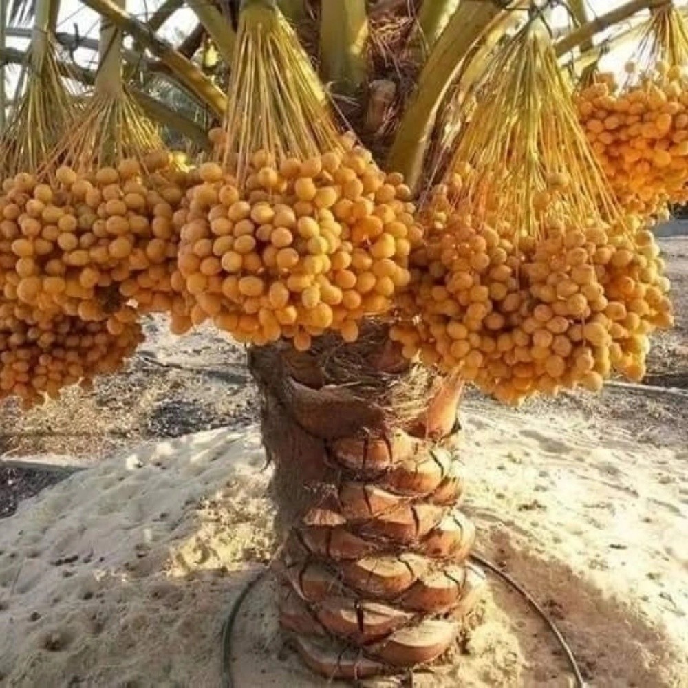 خبراء النخيل في خدمتكم - 12