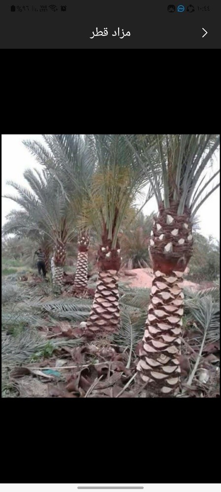 خبراء النخيل في خدمتكم - 15