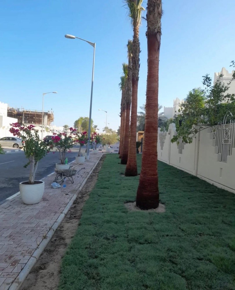 نخل للبيع - 2