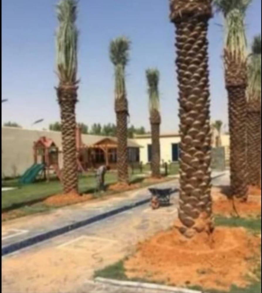 نخل للبيع - 5