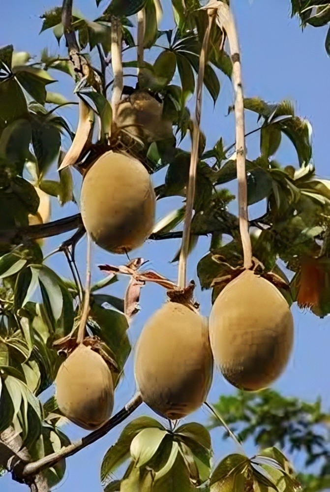 الباوباو تبلدي . صمغ عربي . كركدي - 2