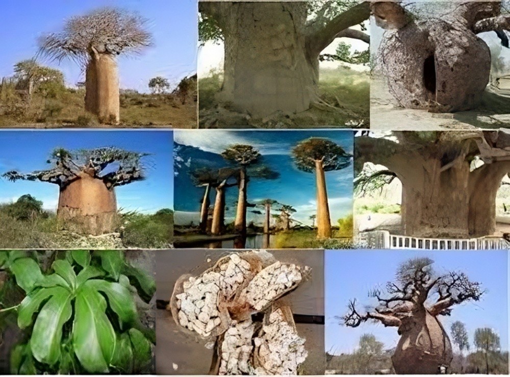 الباوباو تبلدي . صمغ عربي . كركدي - 9