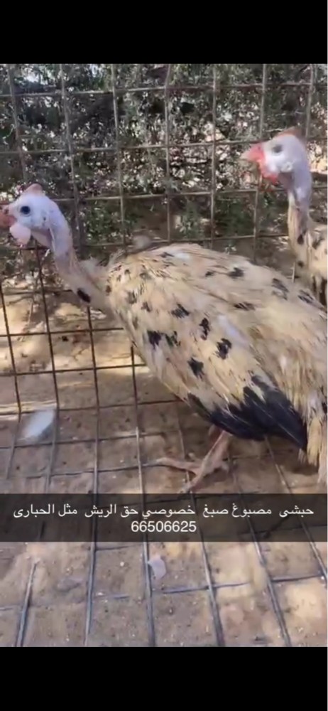 فزن انتاج قطر - 2