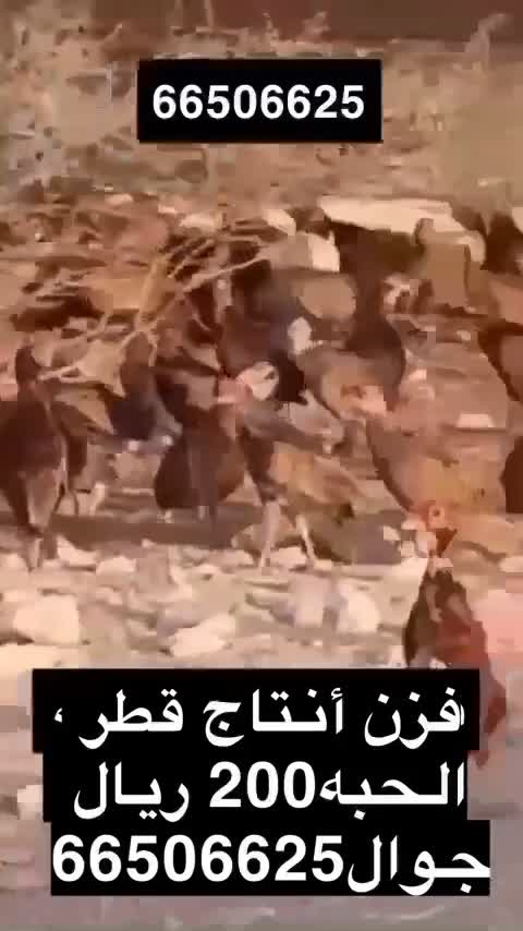 فزن انتاج قطر - 1