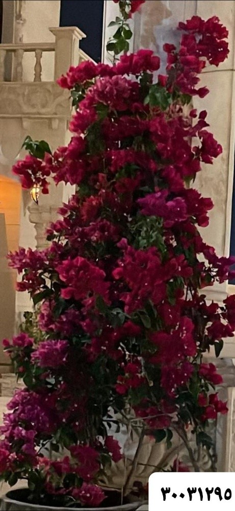 ديكور حدائق - 6