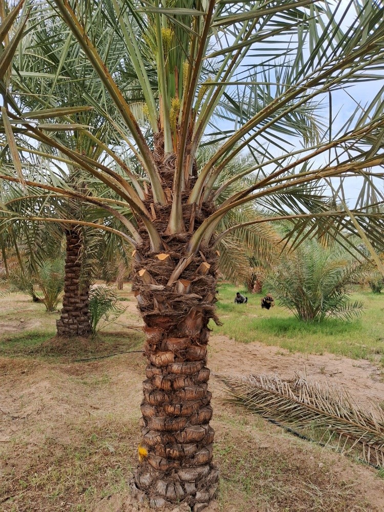 زراعة وتنسيق الحدائق المنزلية - 8