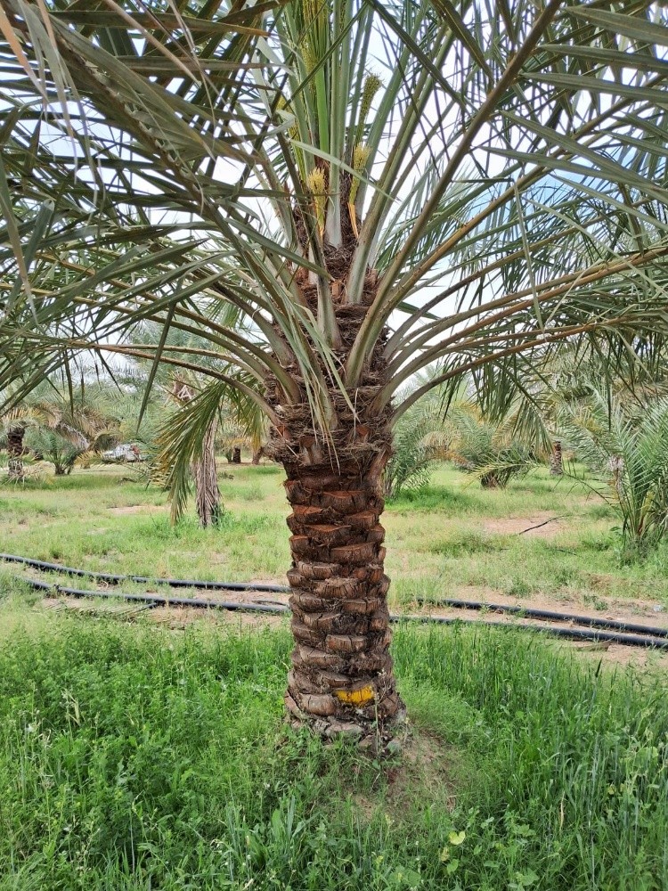 زراعة وتنسيق الحدائق المنزلية - 2