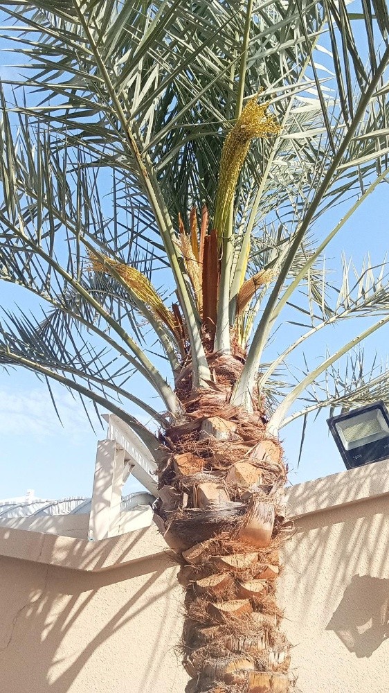 للنخيل والزراعه - 3