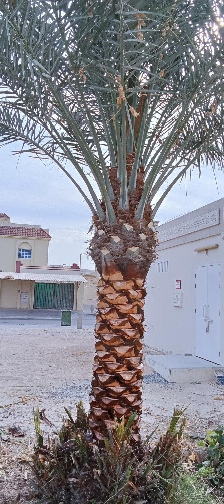 للنخيل والزراعه - 4