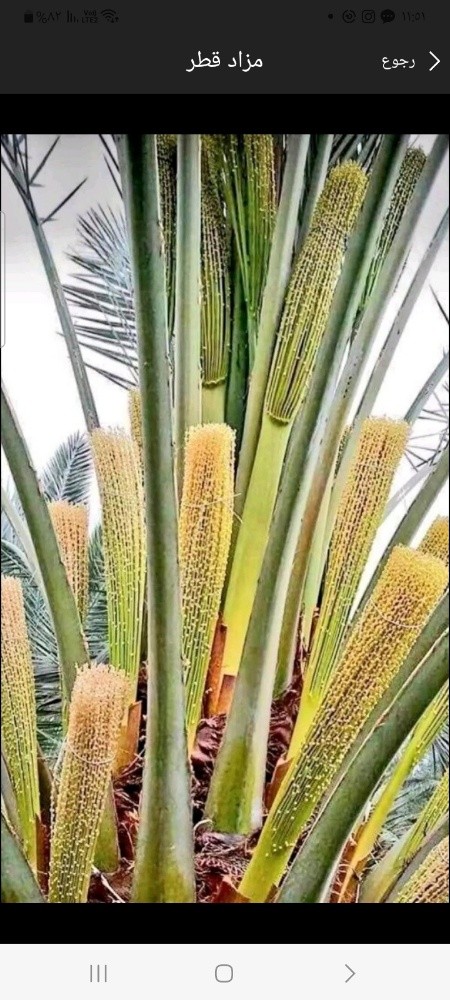مزارع تلقيح وتقريب وموغزيات ورش - 1