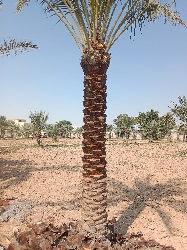 زراعه النخيل الاخلاص جميع انواع - 5