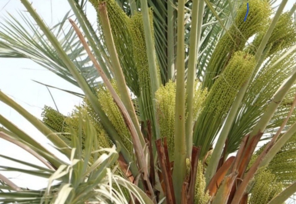 طلغي نخيل موسم نخيل لقعة - 2