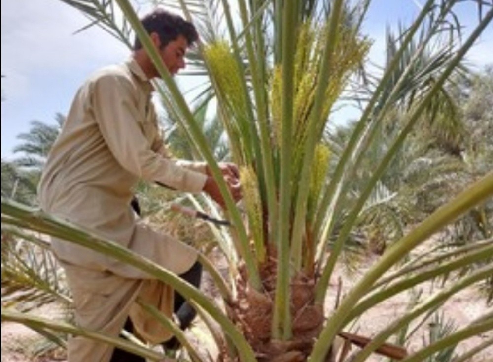 طلغي نخيل موسم نخيل لقعة - 1
