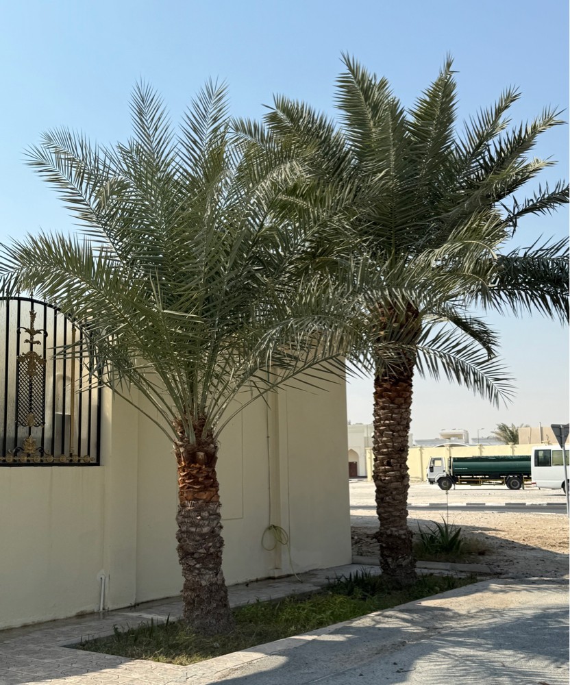 نخل - 3