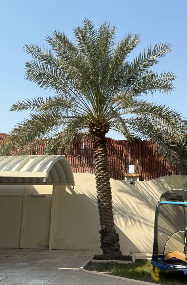 نخل - 1