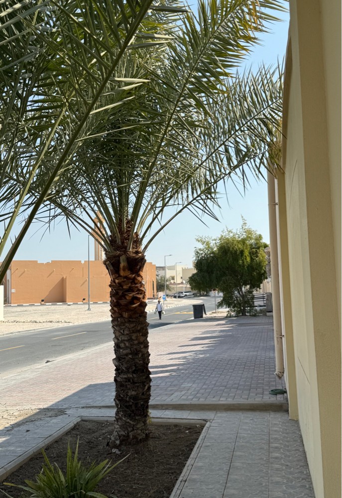 نخل - 2