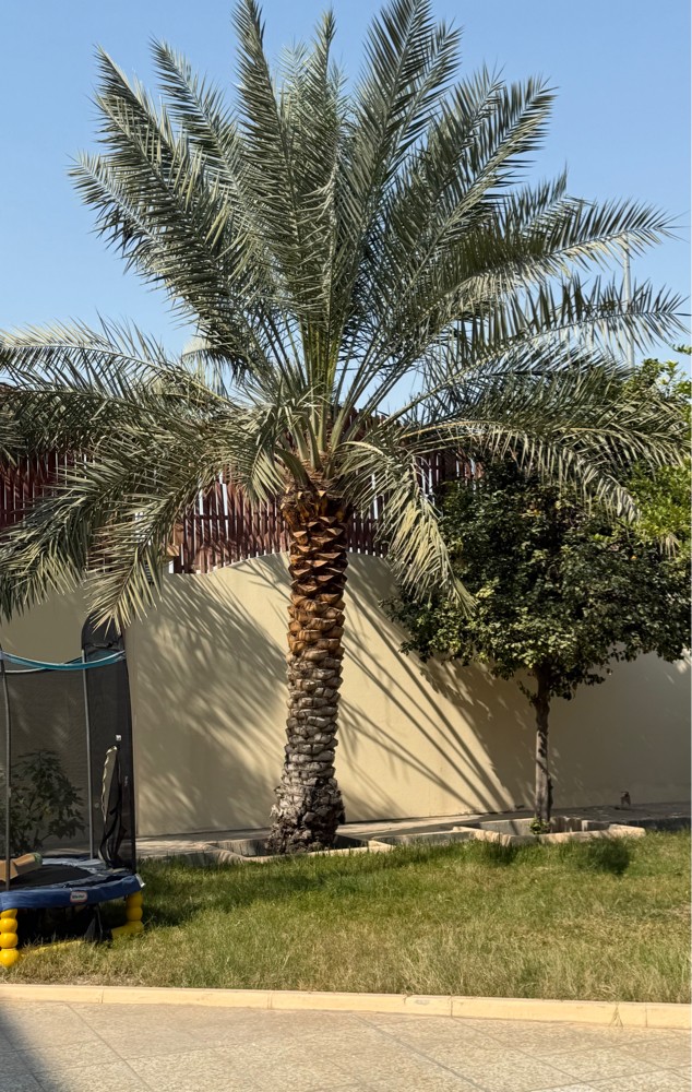 نخل - 4