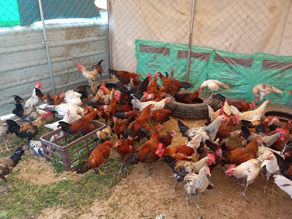 Daily egg collection big chicken - 2