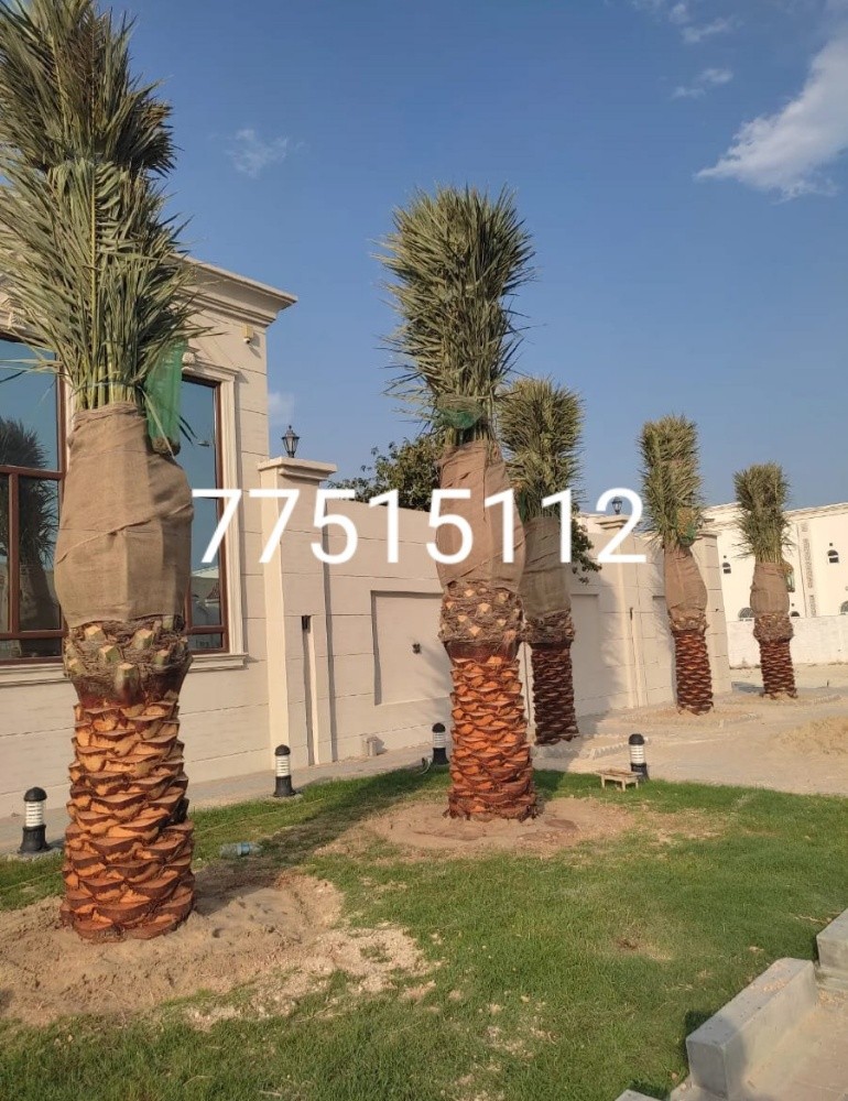 نخيل - 2