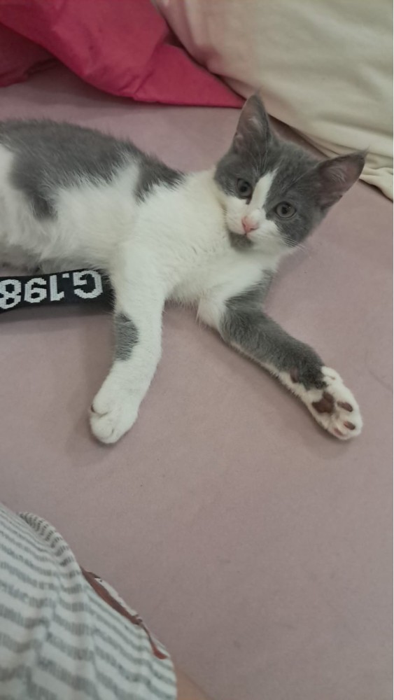 cat - 1