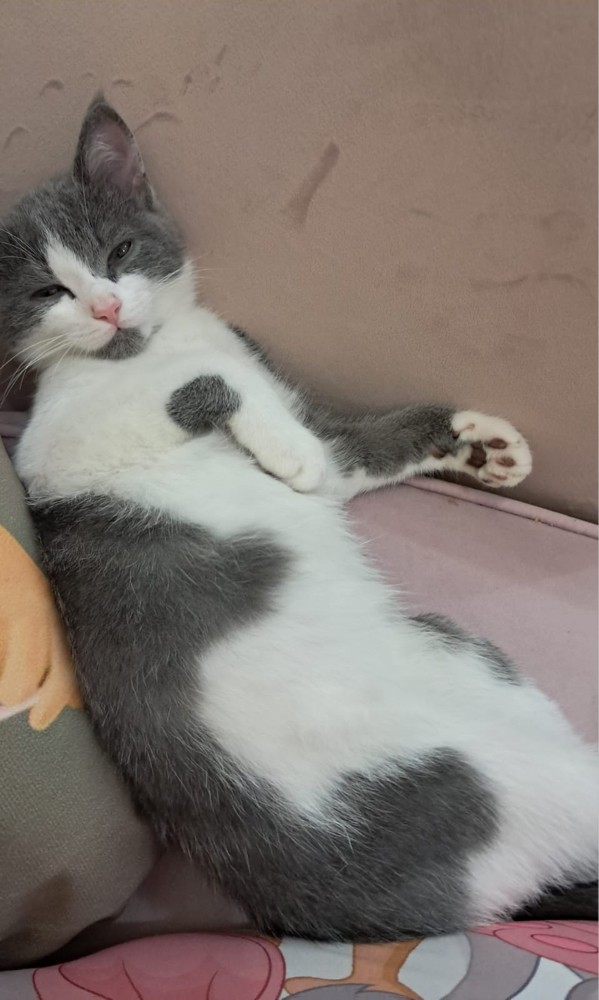 cat - 2