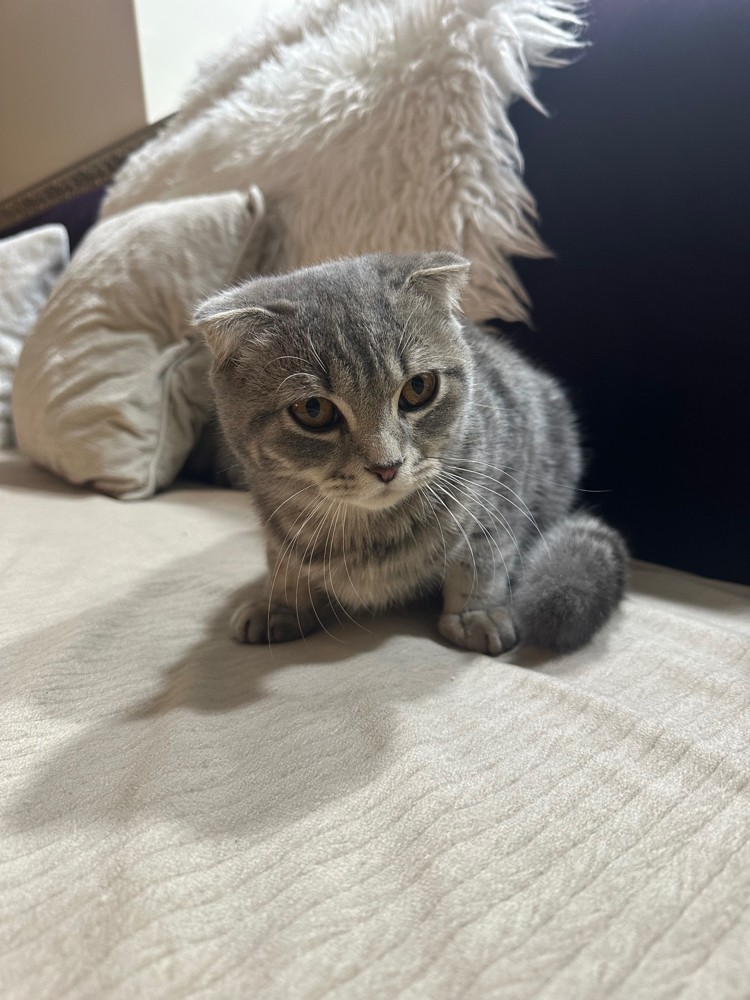 cat for sell - 1