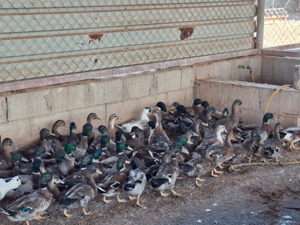 بط بني وخصيري مع توصيل - 2