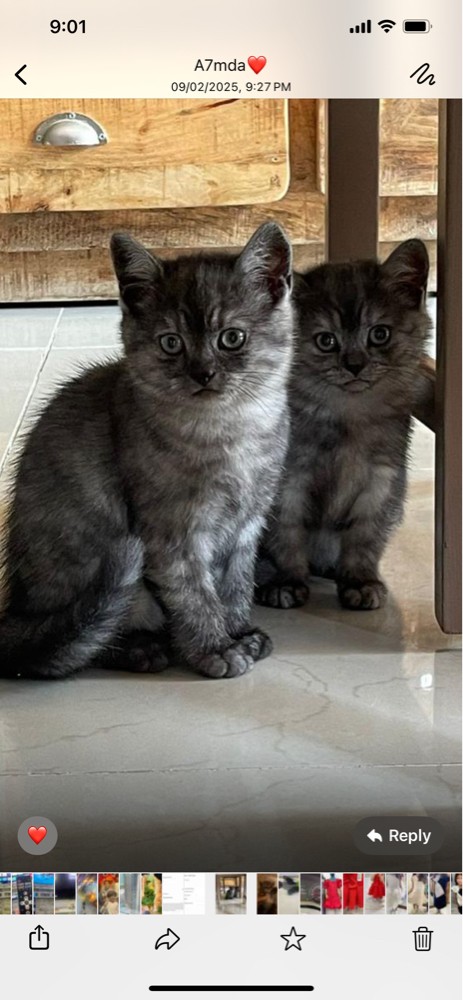 cats - 1