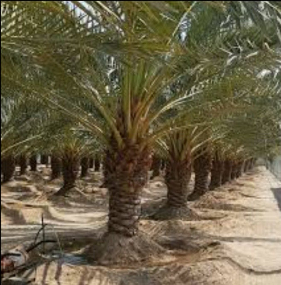 نخيل اخلاص - 2