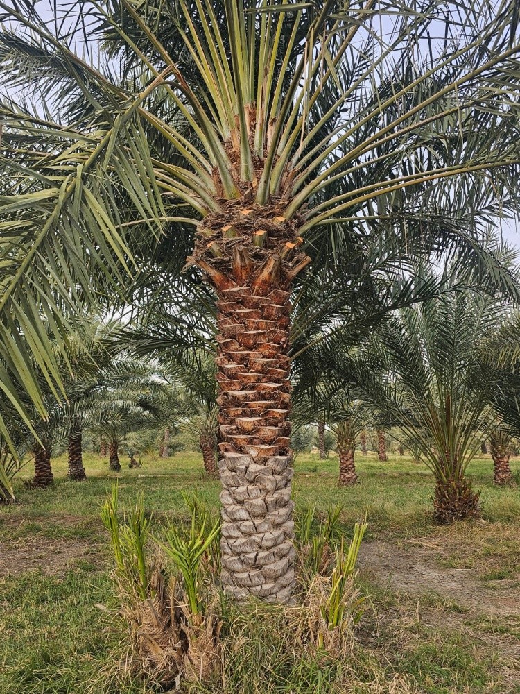 نخيل اخلاص - 4