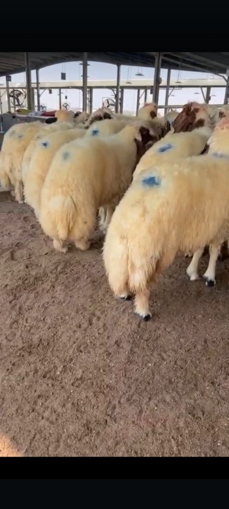 ذبائح للبيع طيبه سمان عزيمه ثلاجه - 3
