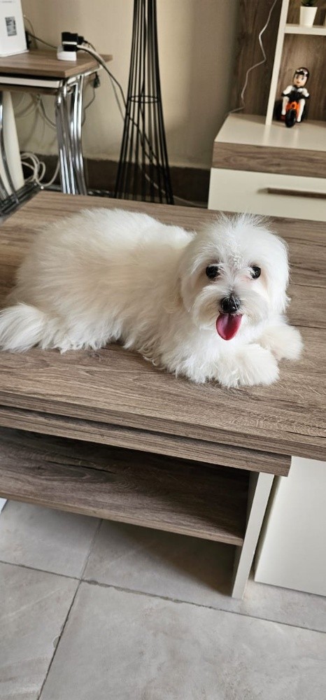 Lucy Female Pure Maltese - 3