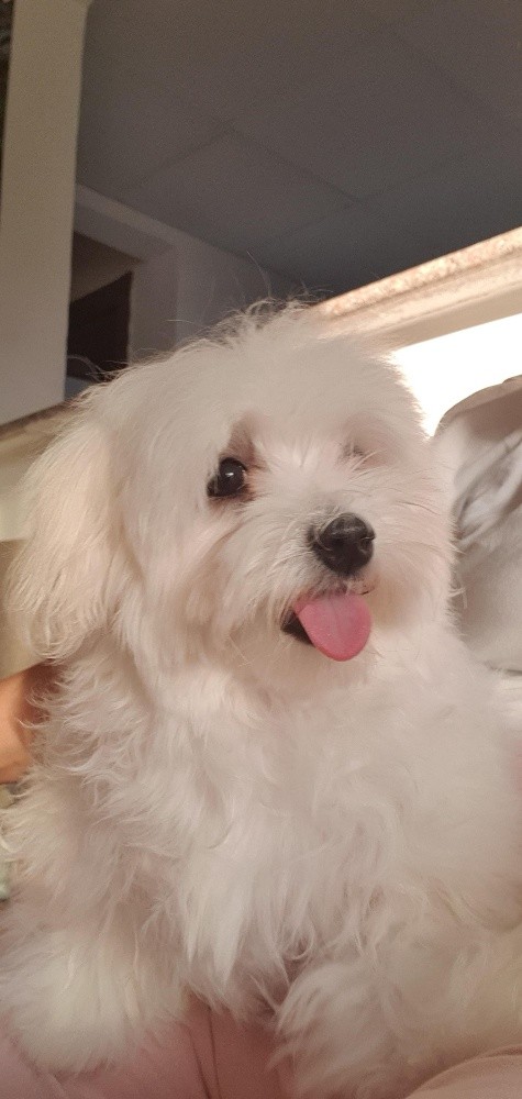 Lucy Female Pure Maltese - 2