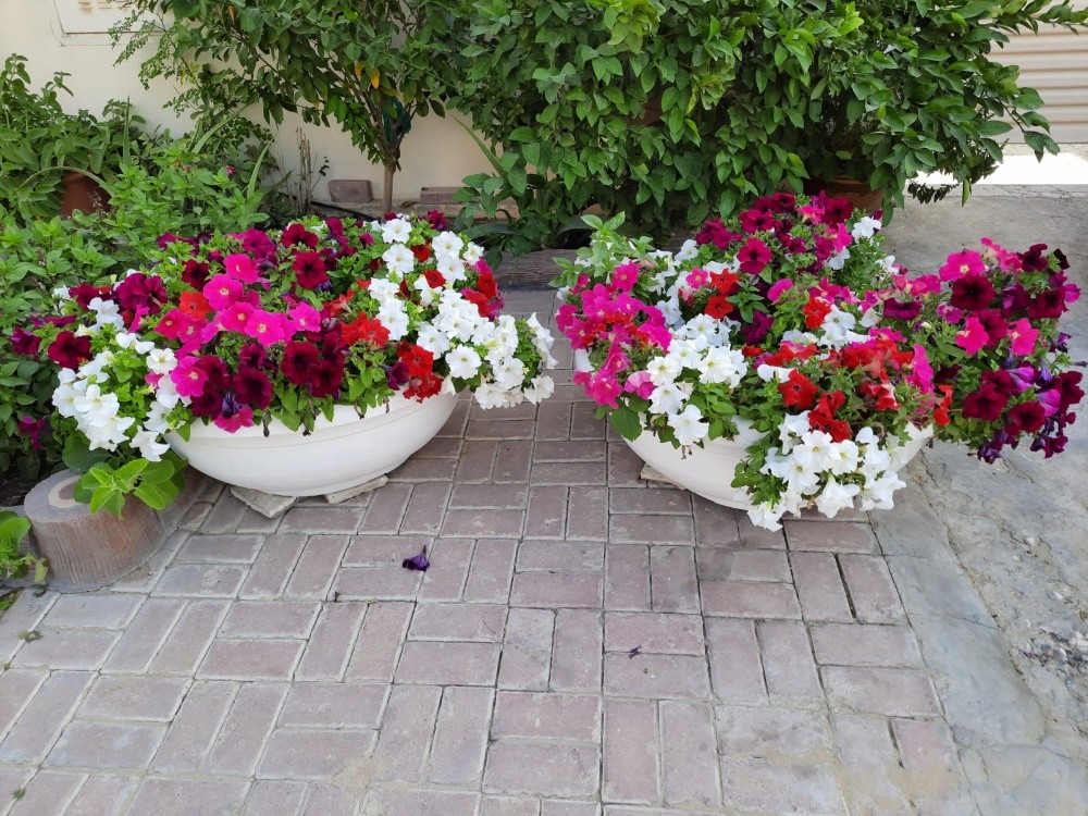 زراعة ورود وأشجار مثمره - 3