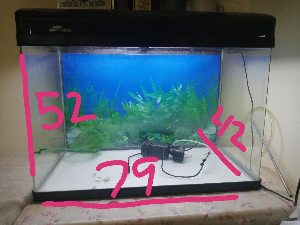 fish aquarium - 3