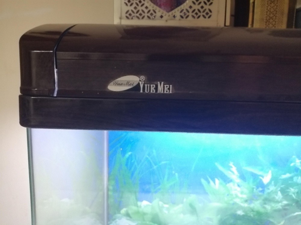 fish aquarium - 2